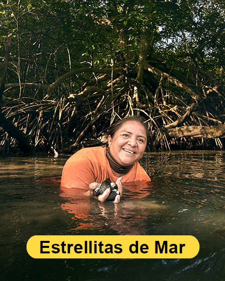 estrellitas de mar 