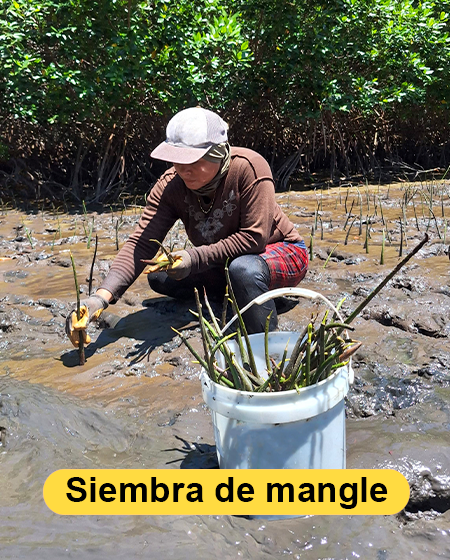 siembra de mangle